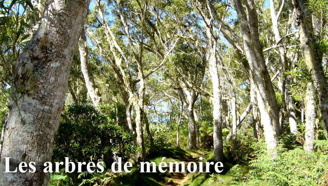 L’arbre d’Ilan Halimi